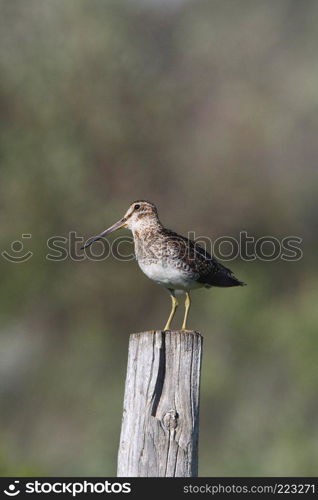 Common Snipe on fence post