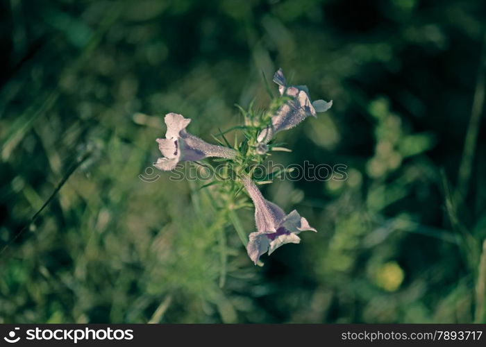 Common Sopubia, Sopubia delphinifolia, is a widely found root-parasite herbage in India.