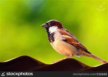 Common sparrow - Passer domesticus, Male in lateral view, Satara, Maharashtra, India. Common sparrow - Passer domesticus, Male in lateral view, Satara, Maharashtra, India.