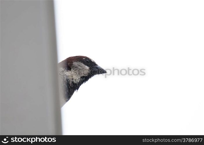 common sparrow, Passer domesticus, peeked stealthy