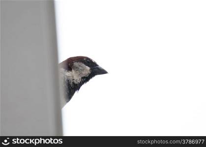 common sparrow, Passer domesticus, peeked stealthy