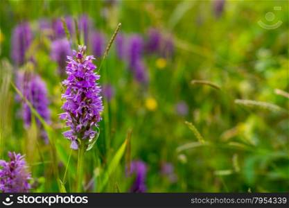 common spotted orchid in bloom at summer sunset