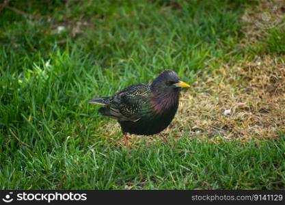 Common starling bird walking in the grass, spring day.