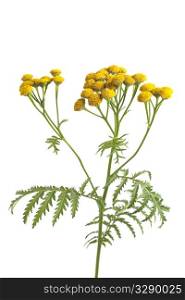 Common Tansy on white background