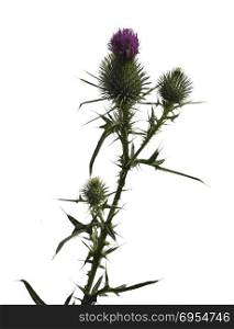 Common thistle isolated on white