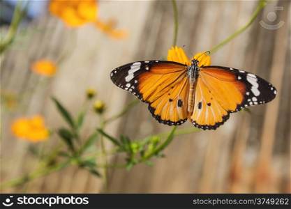 Common Tiger Butterfly (Danaus genutia) in Thailand