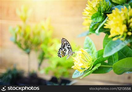 Common tiger butterfly on yellow flower Ixora with sunlight background / insect butterfly flower concept