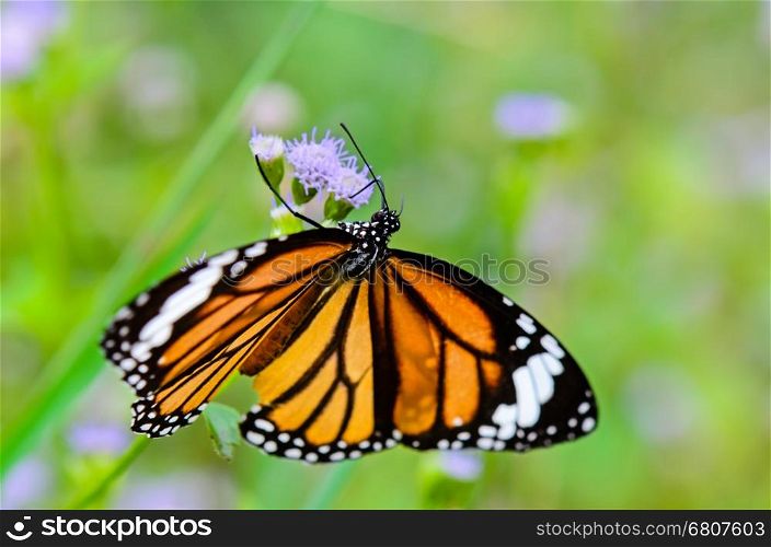 Common Tiger or Danaus genutia, Close up butterfly yellow black pattern are eating nectar on flowers