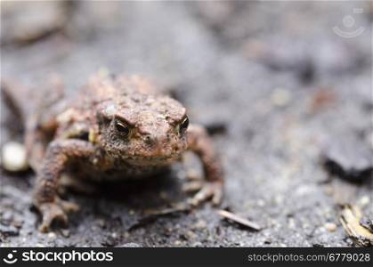 Common toad, Bufo bufo, walking on the ground on a rainy day