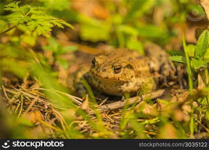 Common toad in Poland