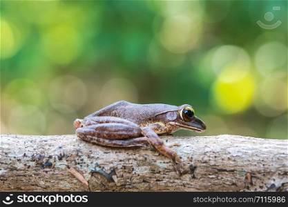 Common tree frog Polypedates leucomystax in terrarium