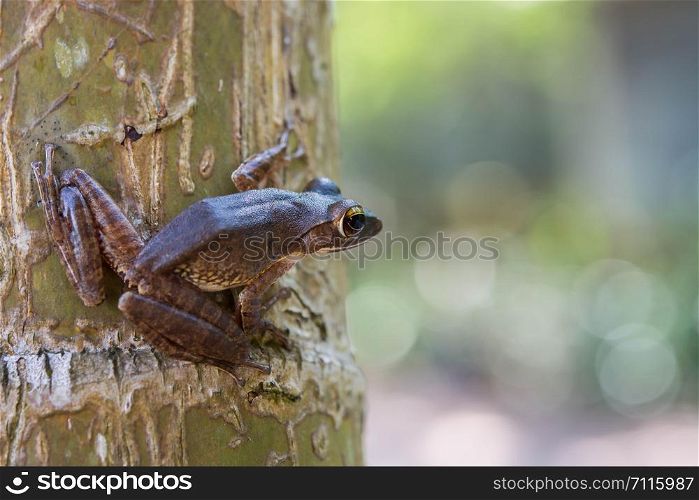 Common tree frog Polypedates leucomystax in terrarium