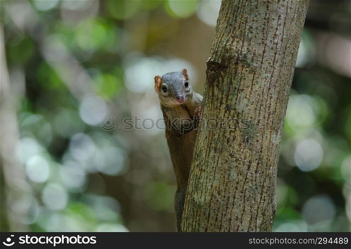 Common treeshrew or Southern treeshrew (Tupaia glis) in forest of Thailand