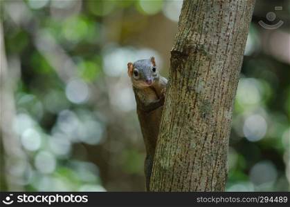 Common treeshrew or Southern treeshrew (Tupaia glis) in forest of Thailand