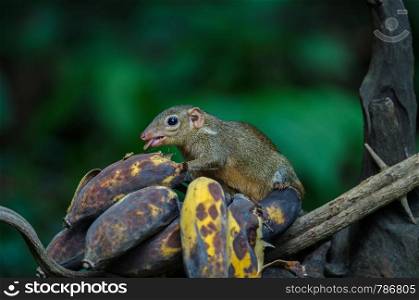Common treeshrew or Southern treeshrew (Tupaia glis) in forest of Thailand, Eating bananas