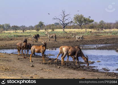 Common tsessebe in Kruger National park, South Africa ; Specie Damaliscus lunatus lunatus family of Bovidae. Common tsessebe in Kruger National park, South Africa