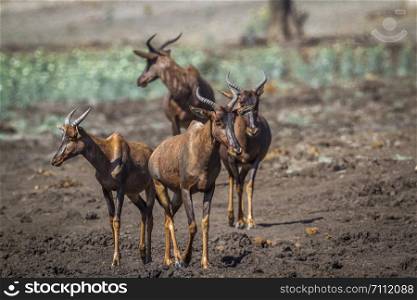 Common tsessebe in Kruger National park, South Africa ; Specie Damaliscus lunatus lunatus family of Bovidae. Common tsessebe in Kruger National park, South Africa