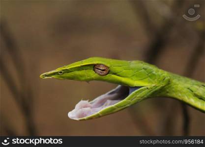 Common Vine Snake (Ahaetulla nasuta) Semi-venomous snake Found throughout India. Place- Amboli(maharashtra)