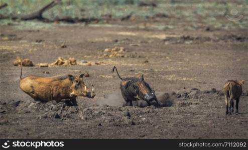 common warthog in Kruger National park, South Africa ; Specie Phacochoerus africanus family of Suidae. common warthog in Kruger National park, South Africa