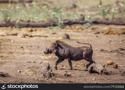 common warthog in Kruger National park, South Africa ; Specie Phacochoerus africanus family of Suidae. common warthog in Kruger National park, South Africa
