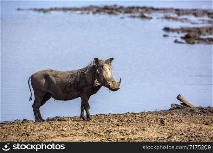 Common warthog isolated in blue water in Kruger National park, South Africa ; Specie Phacochoerus africanus family of Suidae. common warthog in Kruger National park, South Africa