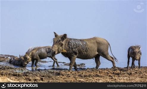 Common warthog mother and three cub mud bathing in Kruger National park, South Africa ; Specie Phacochoerus africanus family of Suidae. common warthog in Kruger National park, South Africa