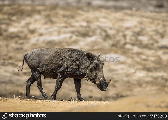 Common warthog walking on sand in Kruger National park, South Africa ; Specie Phacochoerus africanus family of Suidae. common warthog in Kruger National park, South Africa