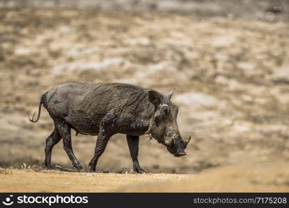 Common warthog walking on sand in Kruger National park, South Africa ; Specie Phacochoerus africanus family of Suidae. common warthog in Kruger National park, South Africa