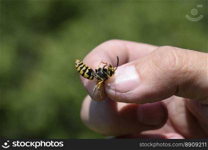 Common wasp on pinched fingers. Common wasp on pinched fingers. Caught wasp.
