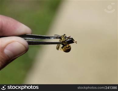 Common wasp on tweezers. Caught a wasp. Common wasp on tweezers