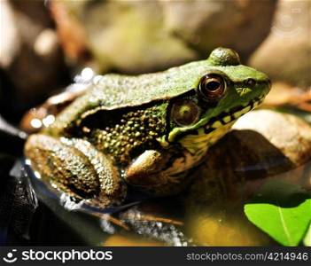 Common water frog close up