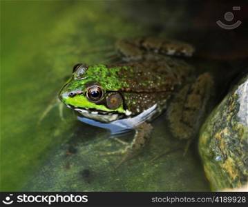 Common water frog in a water