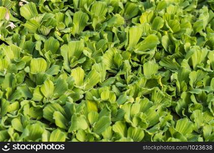 Common Water Hyacinth in pond at the garden.