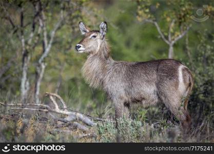 Common Waterbuck female in green bush in Kruger National park, South Africa ; Specie Kobus ellipsiprymnus family of Bovidae. Common Waterbuck in Kruger National park, South Africa