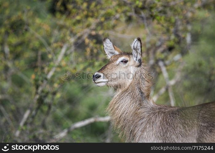Common Waterbuck female portrait in Kruger National park, South Africa ; Specie Kobus ellipsiprymnus family of Bovidae. Common Waterbuck in Kruger National park, South Africa