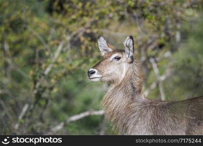 Common Waterbuck female portrait in Kruger National park, South Africa ; Specie Kobus ellipsiprymnus family of Bovidae. Common Waterbuck in Kruger National park, South Africa
