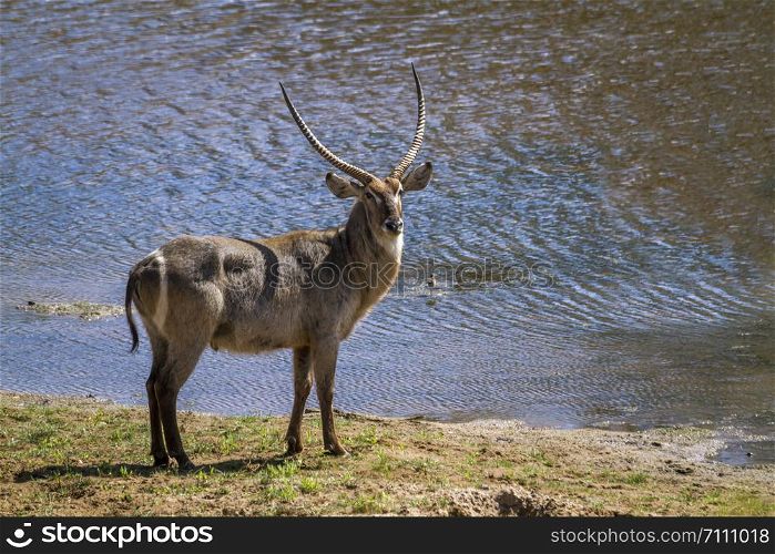 Common Waterbuck in Kruger National park, South Africa ; Specie Kobus ellipsiprymnus family of Bovidae. Common Waterbuck in Kruger National park, South Africa
