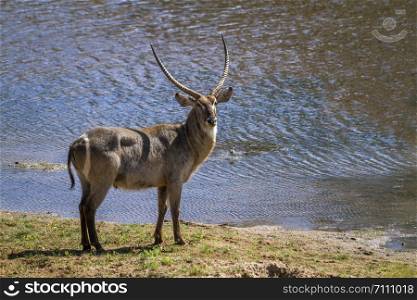 Common Waterbuck in Kruger National park, South Africa ; Specie Kobus ellipsiprymnus family of Bovidae. Common Waterbuck in Kruger National park, South Africa