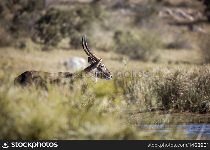 Common Waterbuck male in blur foreground in Kruger National park, South Africa ; Specie Kobus ellipsiprymnus family of Bovidae. Common Waterbuck in Kruger National park, South Africa