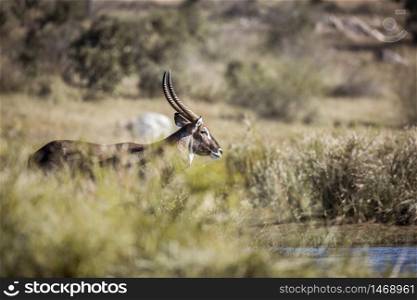 Common Waterbuck male in blur foreground in Kruger National park, South Africa ; Specie Kobus ellipsiprymnus family of Bovidae. Common Waterbuck in Kruger National park, South Africa