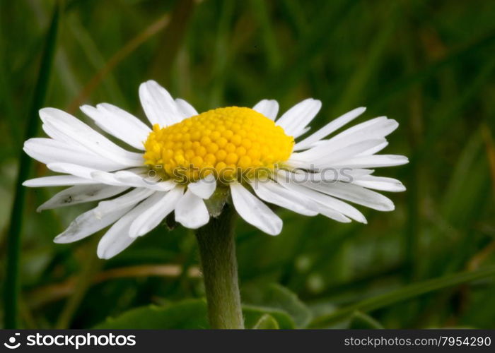 common white daisy