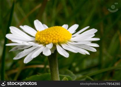 common white daisy