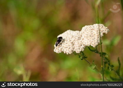 Common Yarrow Achillea millefolium white flowers close up on green blurred grass floral background, selective focus. Medicinal wild herb Yarrow. Healing plants concept.. Common Yarrow Achillea millefolium white flowers close up on green blurred grass floral background, selective focus. Medicinal wild herb Yarrow.