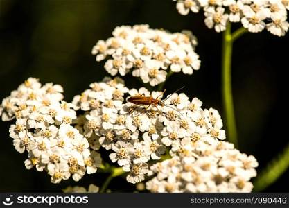 common yarrow, medicinal herb, flower with beetle