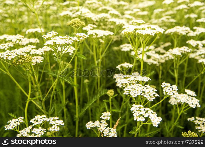 common yarrow, medicinal herb in a meadow in Germany
