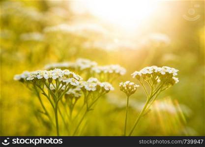 common yarrow, medicinal herb in a meadow in Germany