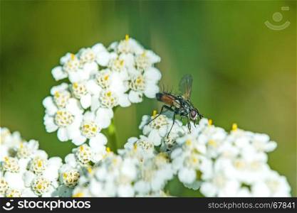 common yarrow, medicinal herb with fly. common yarrow, medicinal herb with insect