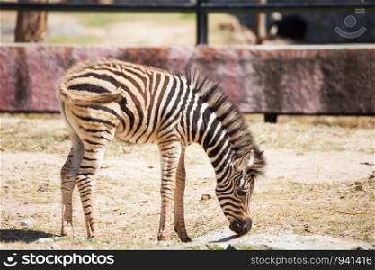 "Common Zebra, science names "Equus burchellii", baby stand on sand ground"