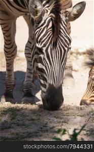 "Common Zebra, science names "Equus burchellii", eating grass on sand ground"