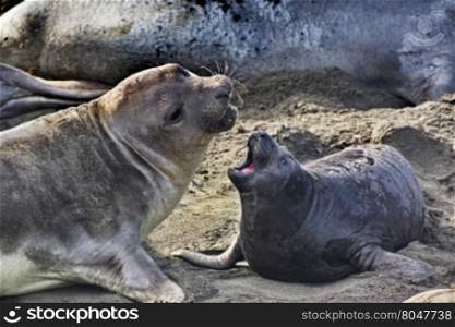 Communications interaction of mother elephant seal and pup. Location is Piedras Blancas Elephant Seal Rookery near San Simeon and Cambria in California.